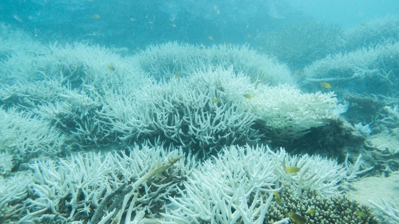 Bleached Coral in Great Barrier Reef