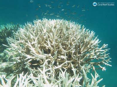 Bleached Staghorn Coral