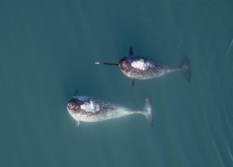 For Narwhals The ‘Unicorns of the Sea’ Size Matters for Sexual