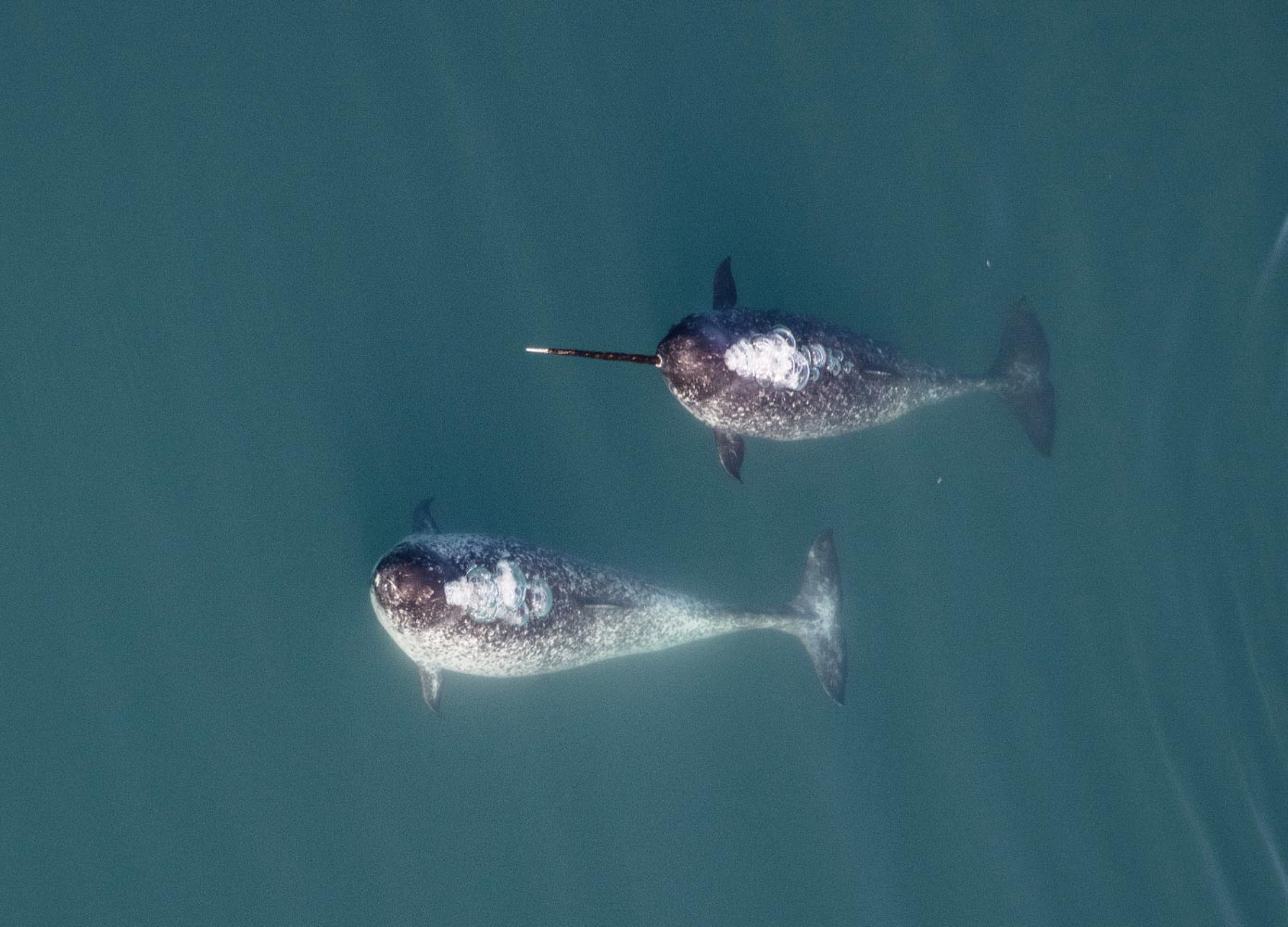 For Narwhals – The 'Unicorns of the Sea' – Size Matters for Sexual Selection