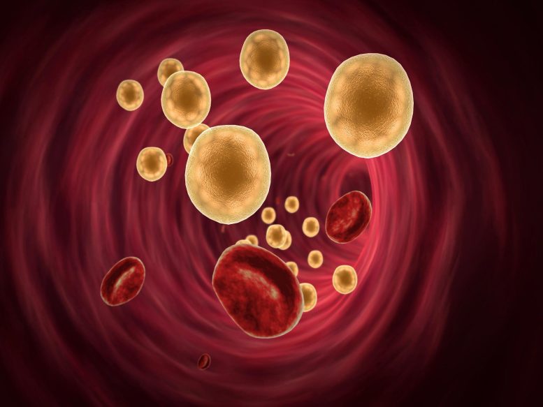 Blood Fat Cells