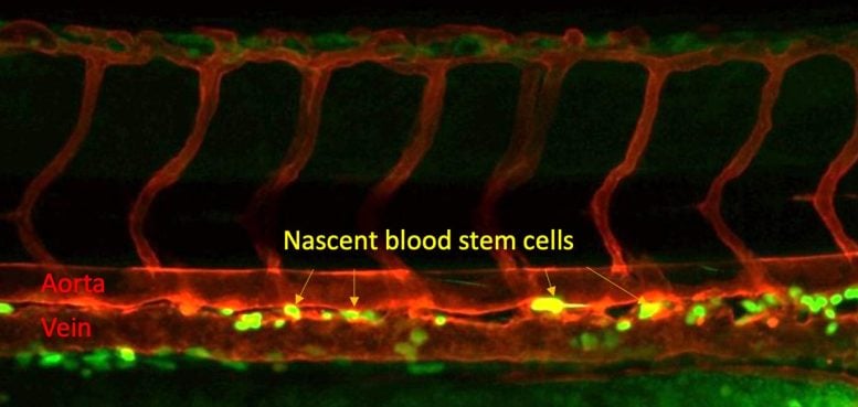Blood Stem Cells Forming in a Zebrafish Embryo