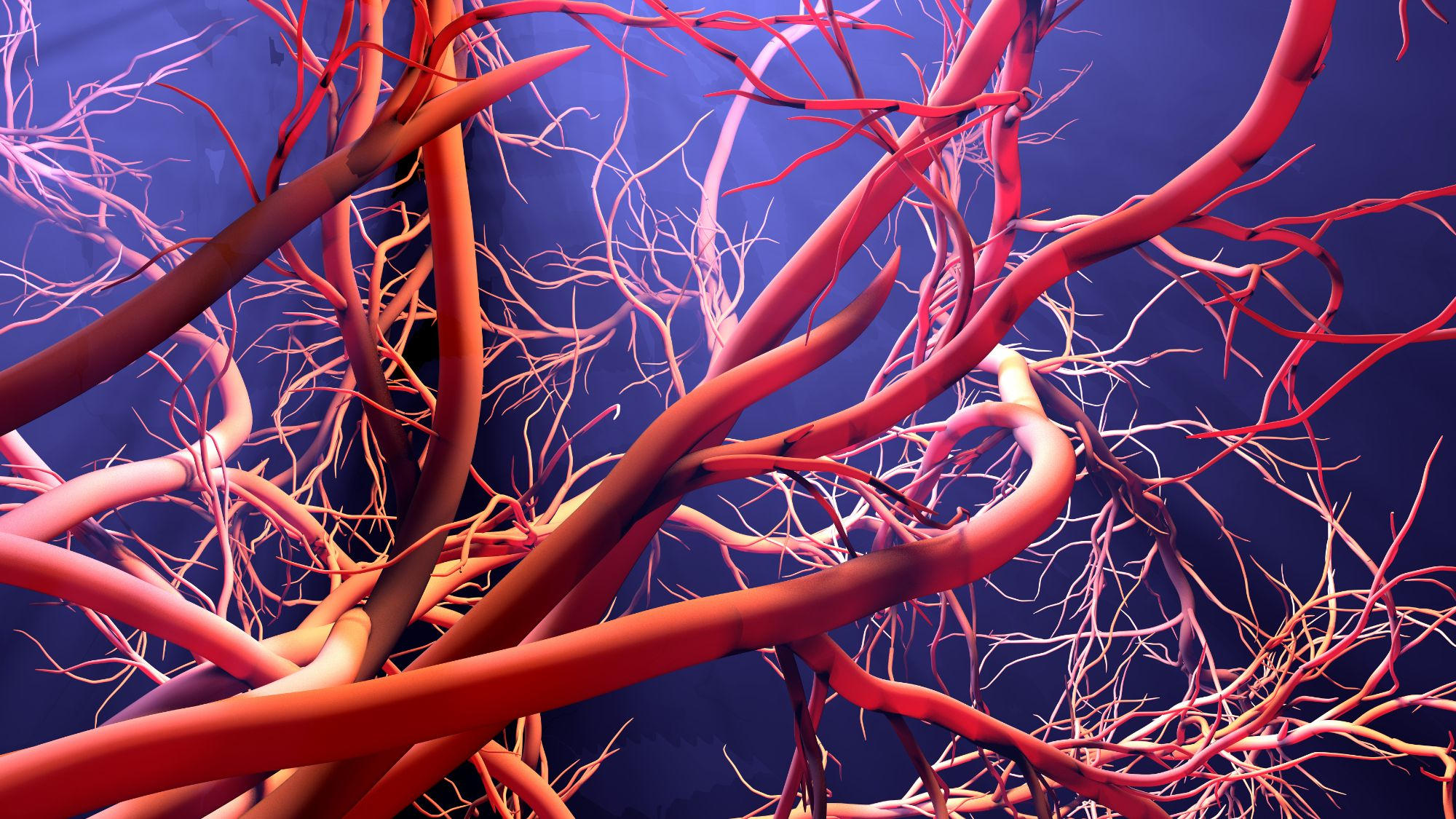 Illustration der Bildung von Blutgefäßen