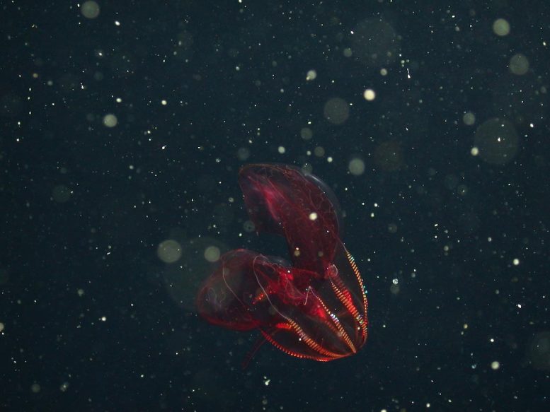 Bloody Belly Comb Jelly (Lampocteis cruentiventer)