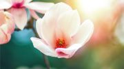Blossoming Magnola