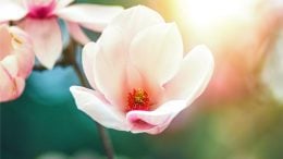 Blossoming Magnola