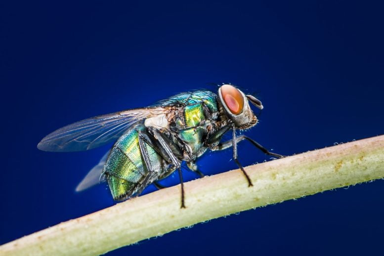 Blowfly