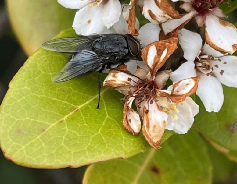 Flor de mosca varejeira