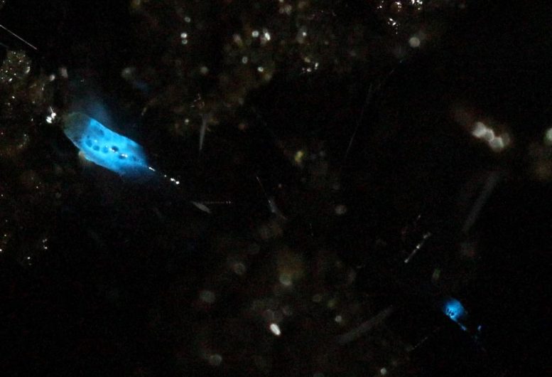 Blue Light-Emitting Fungus Gnat
