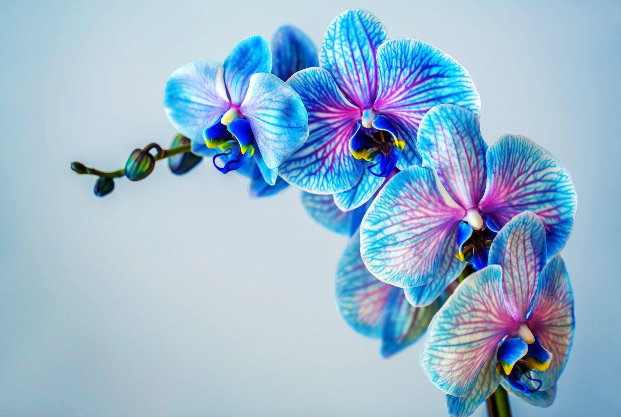https://scitechdaily.com/images/Blue-Orchid.jpg