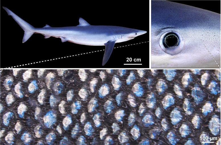 Blue Shark Dermal Denticles