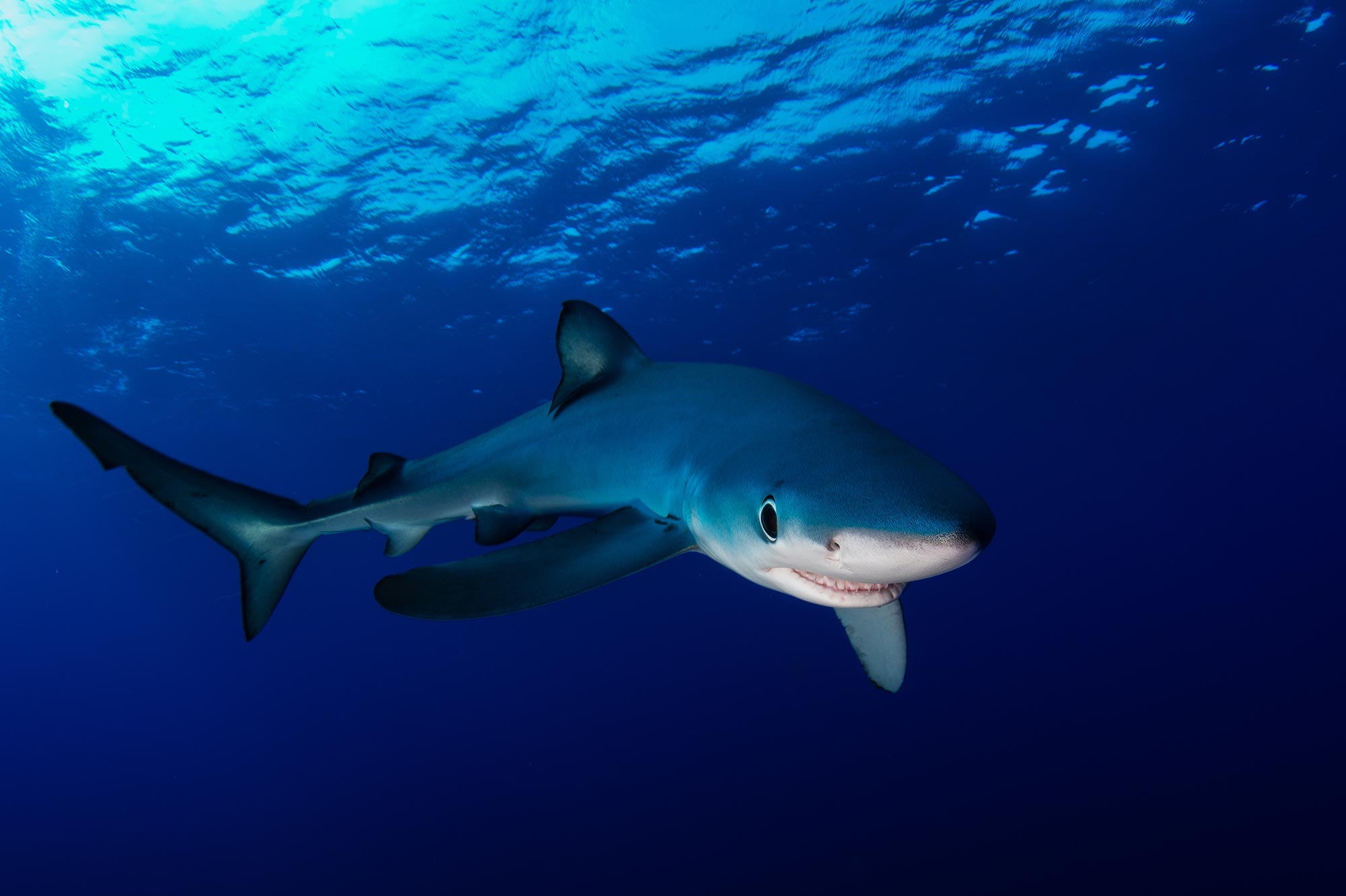These Sharks Don t Just Glow Blue They Use Nanotech To Shift Color 