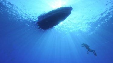 Stunning Diversity of Comb Jellies Revealed Through Genetic Probes