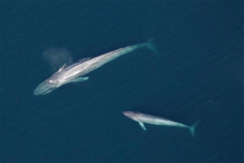Blue Whale Mother and Calf Swimming Together