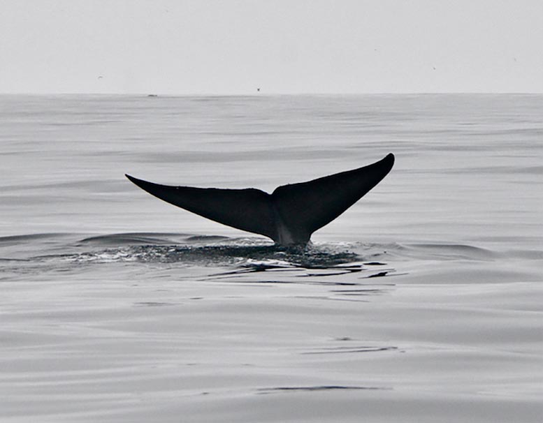 Blue Whale Tail