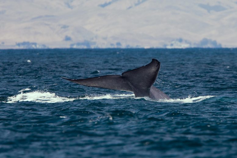 Blue Whale Tail
