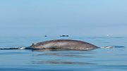 Blue Whale off California Coast