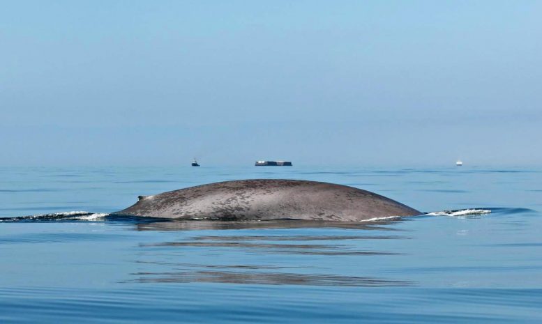 Blue Whale off California Coast