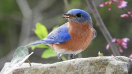 Bluebird Feeding on Mealworms