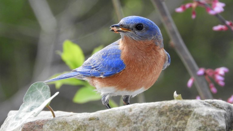 Feeding Bluebirds in Your Backyard Helps Fend Off Parasites