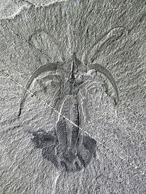 Blueprint for Finding Burgess Shale-Type Fossils