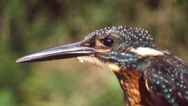 Blyth's Kingfisher (Alcedo hercules)