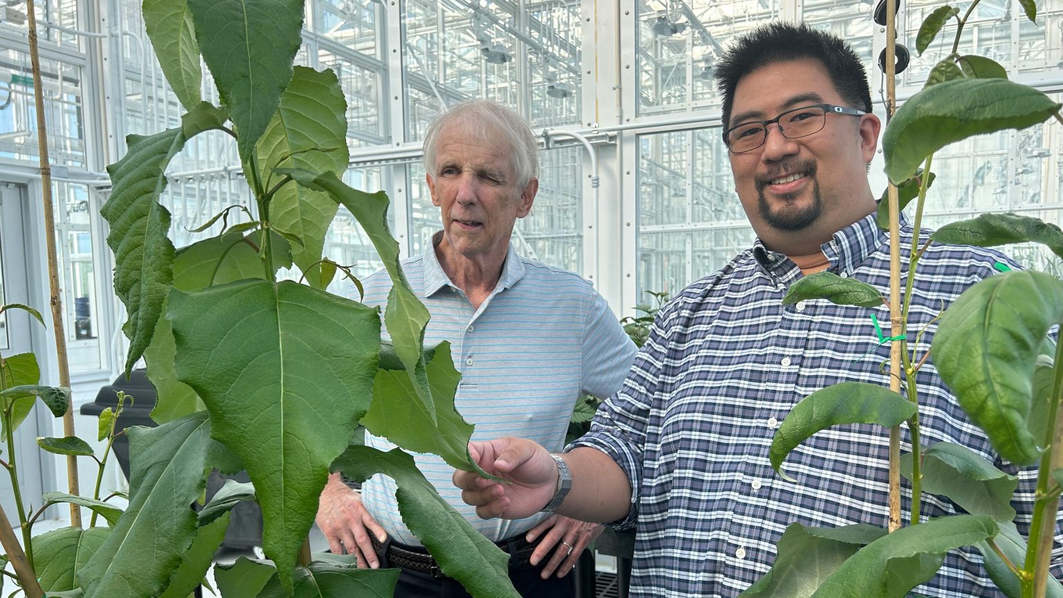 Biotech Breakthrough Trees Engineered to Replace Fossil Fuels