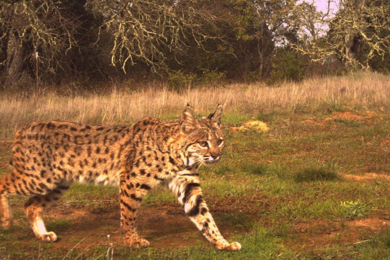 Bobcat Photographed at Stanford’s Jasper Ridge Biological Preserve