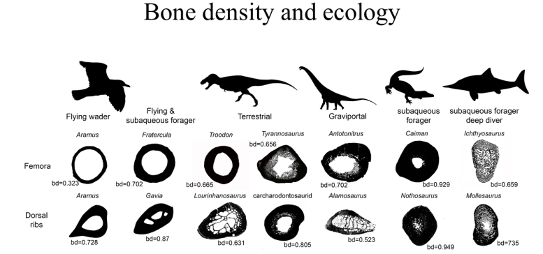 Bone Density and Ecology