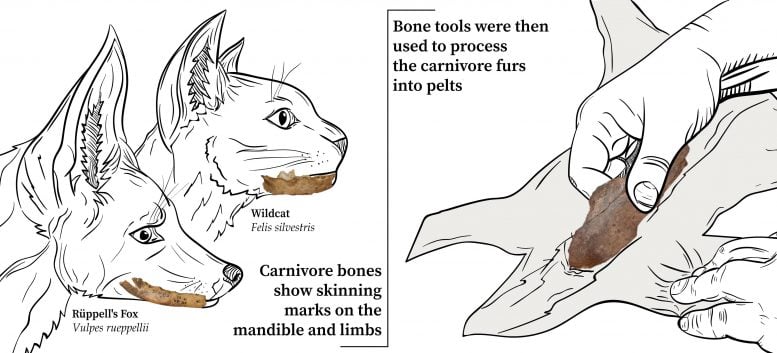 Bone Tools Furs Into Pelts