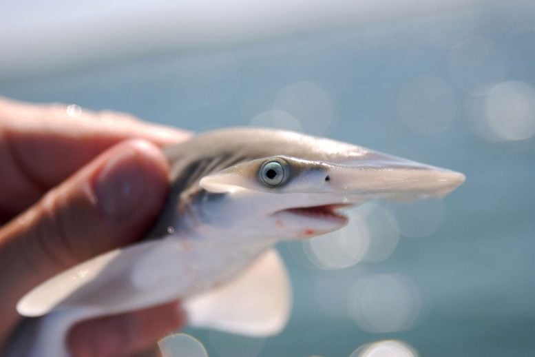 Bonnethead Shark