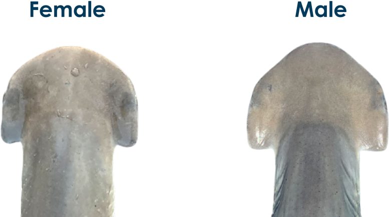 Bonnethead Shark Cephalofoil Morphology and Trophic Ecology