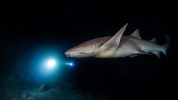 Bonnethead Shark Hunting at Night