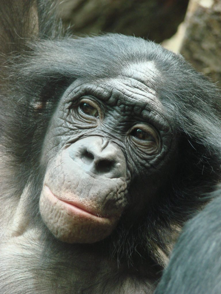 Bonobo Adolescent