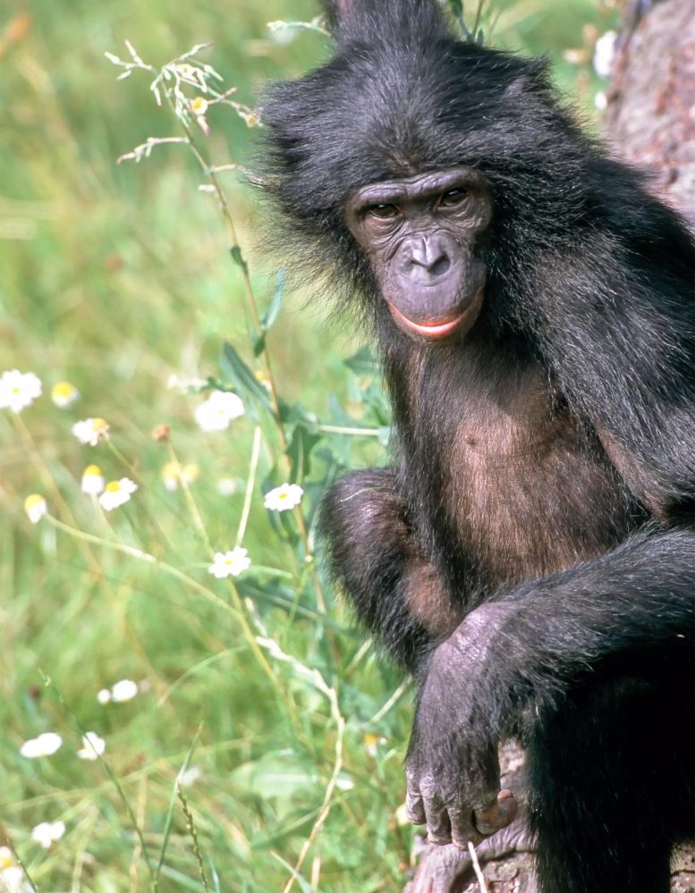 Bonobo Ulindi Female
