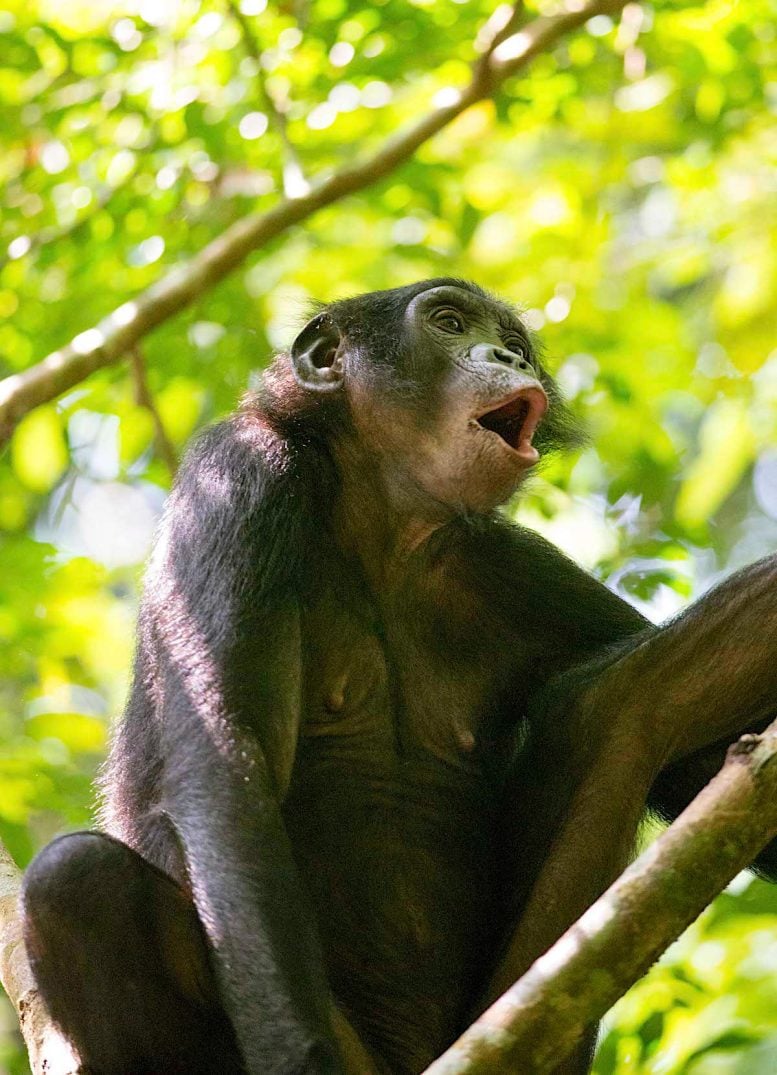 Wokalizacja Bonobo