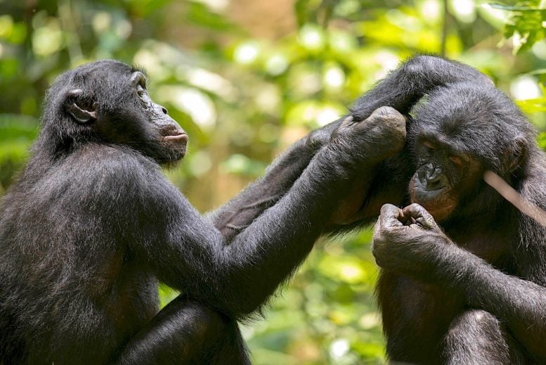 Bonobos Grooming