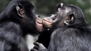 Bonobos Grooming