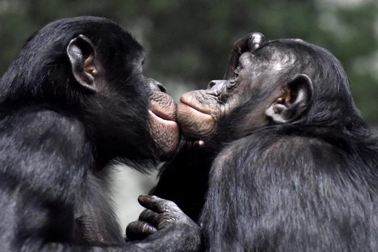 Bonobos Grooming