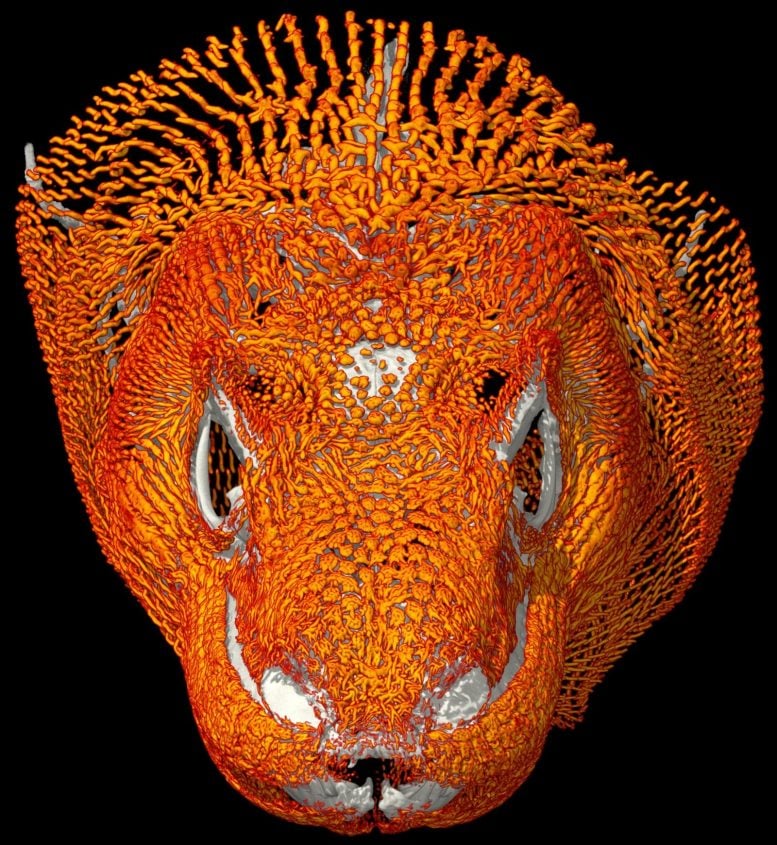 Bony Plates Cover the Skull of an Adult Komodo Dragon