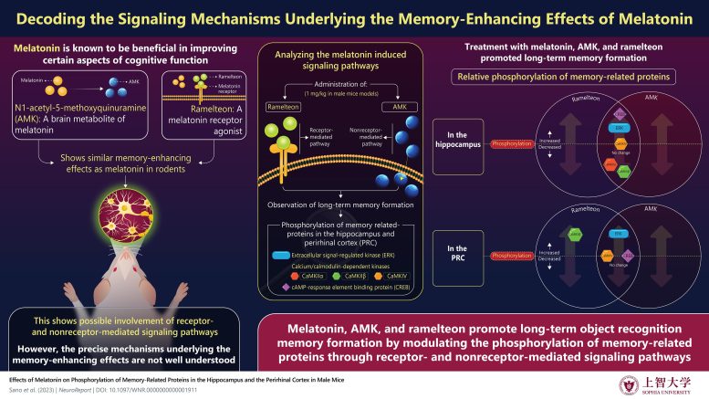 Estimular la memoria con melatonina