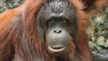 Hidden Complexity: Unlocking the Mysteries of Orangutan Communication