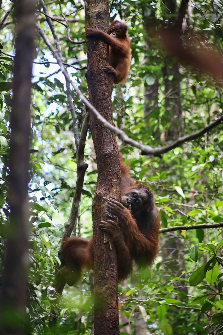 Bornean Orangutan Climbing and Feeding in the Forest Canopy