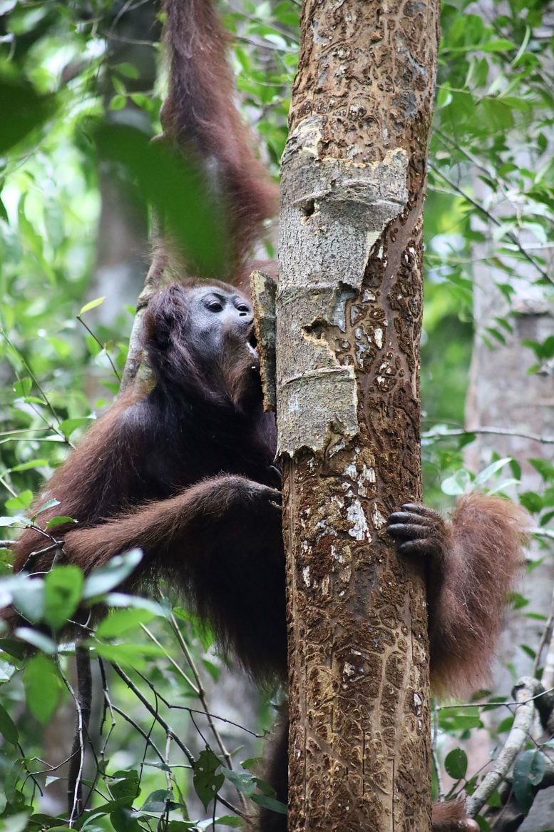 Bornean Orangutan Stripping Bark From a Rainforest Tree