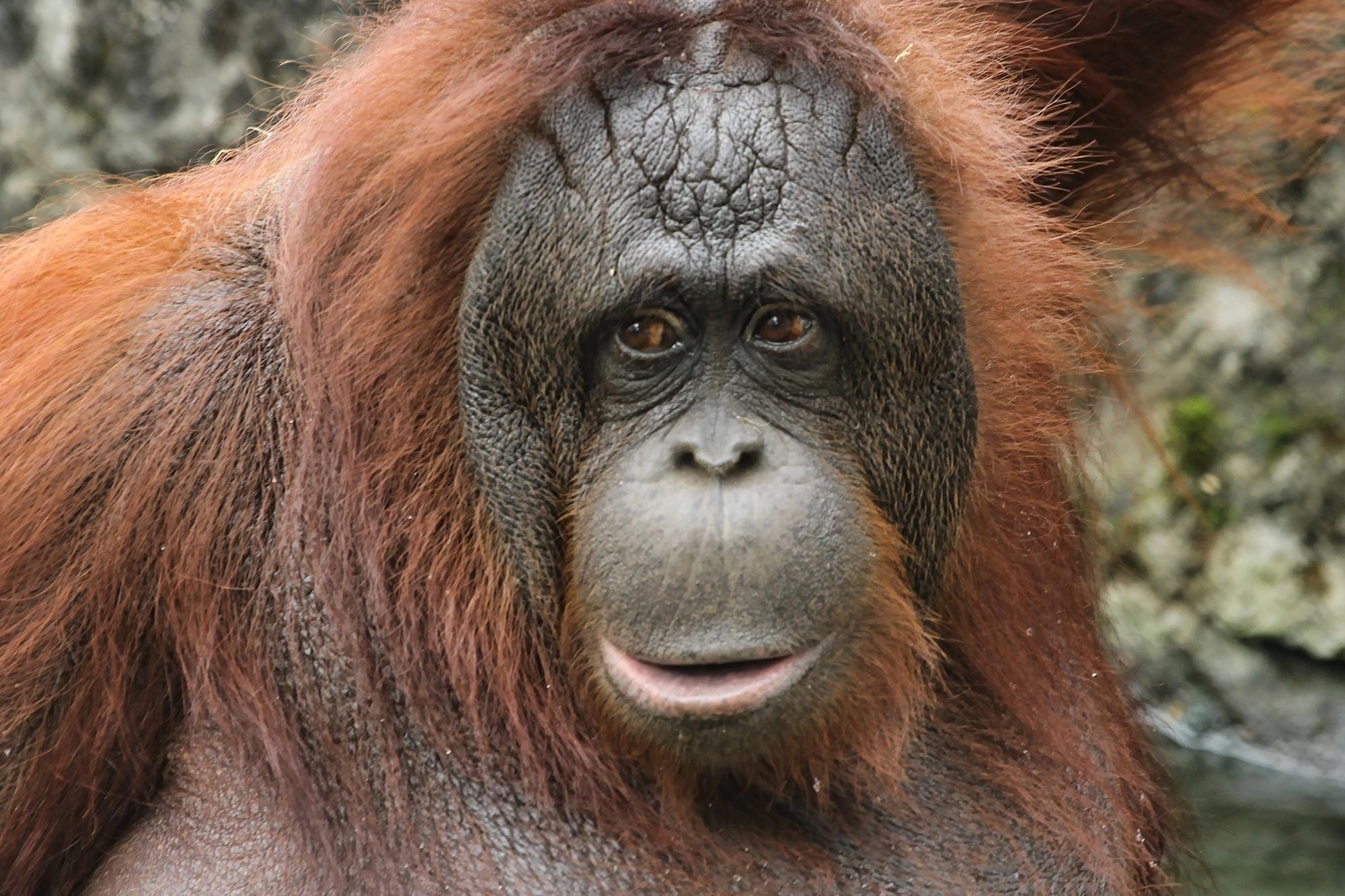 Hidden Complexity: Unlocking the Mysteries of Orangutan Communication