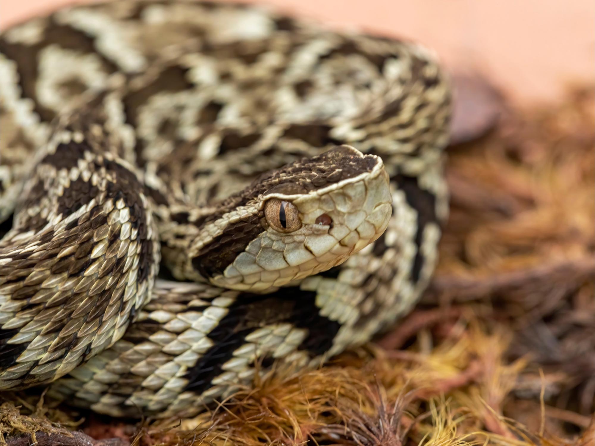 First Genetic Sequencing Of Brazilian Pit Viper Completed Reveals