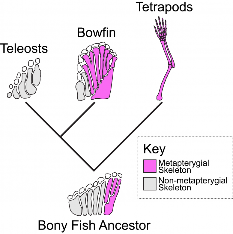 Bowfin Appendage Skeleton Evolution