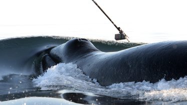 Scientists Uncover Mysterious Long-Distance Whale Synchronization