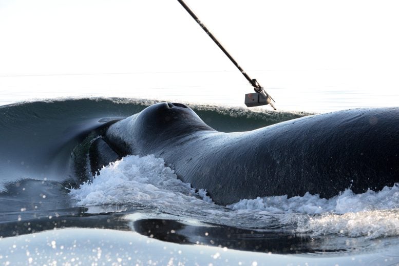 Bowhead Whales Tagged in Disko Bay, West Greenland