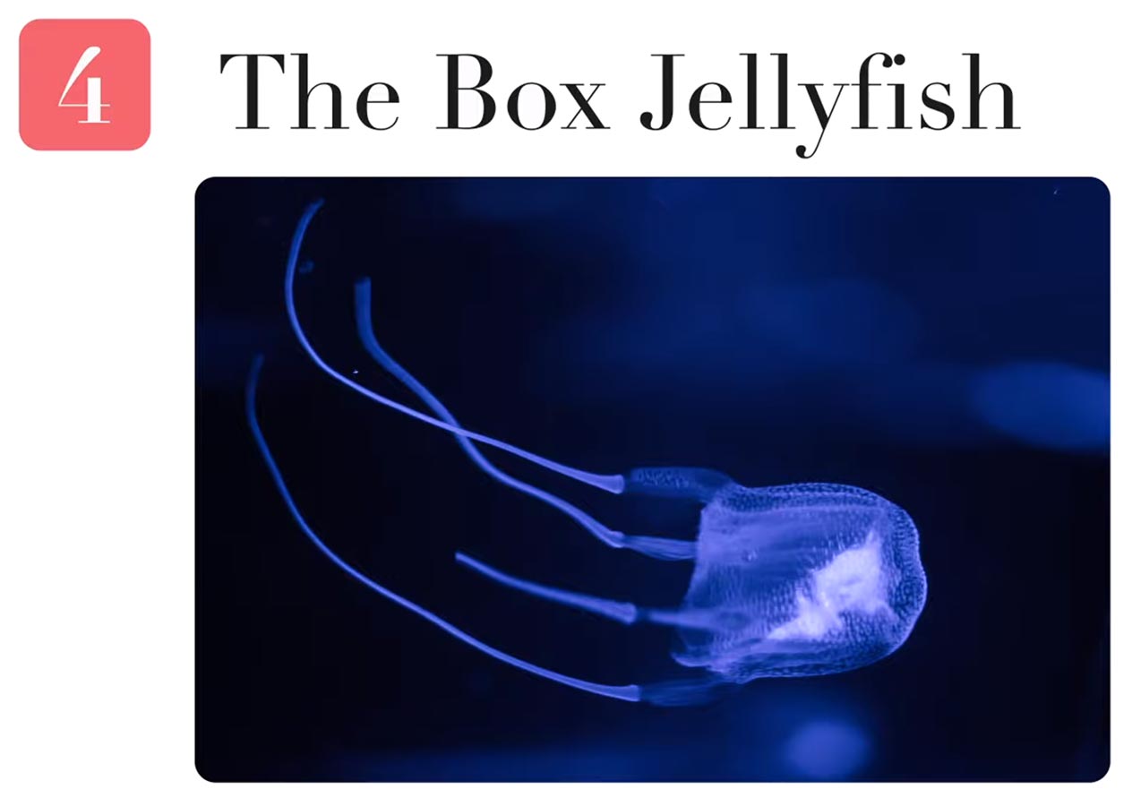 Can Box Jellyfish Kill You